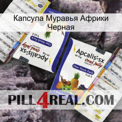 Капсула Муравья Африки Черная 12